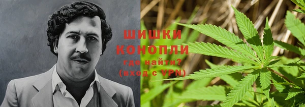 прущие грибы Гусев